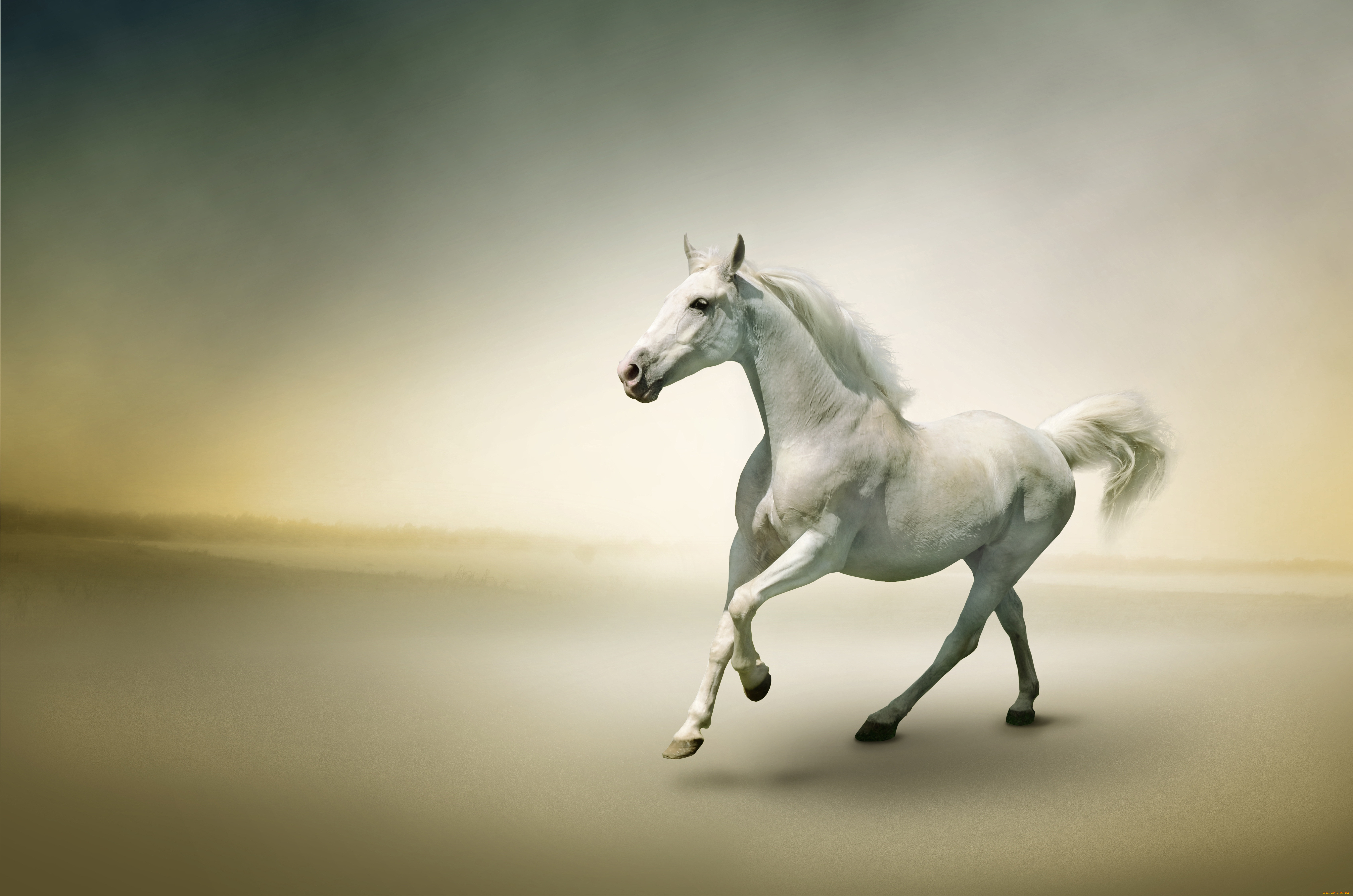 Фон лошадками. Арабская Скаковая лошадь. Белая лошадь. Обои на рабочий стол лошади. Красивый конь.
